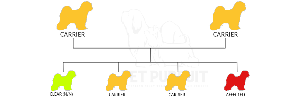 Pet Pursuit