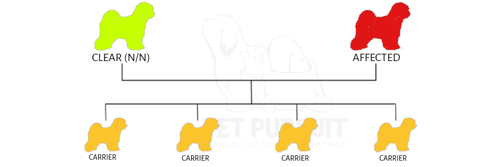 Pet Pursuit