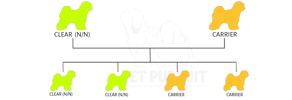 Pet Pursuit