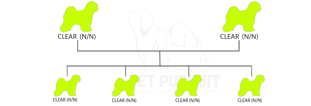 Pet Pursuit